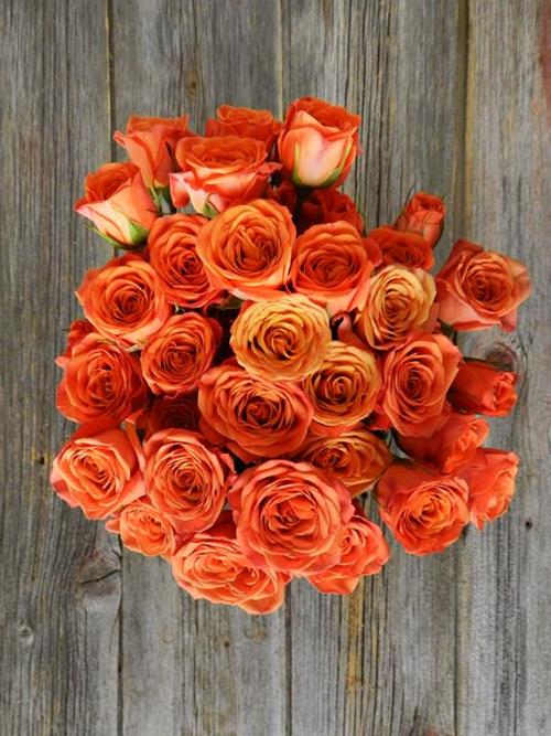 BABE  ORANGE SPRAY ROSES